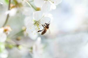 ape su ciliegia fiori nel primavera. macro tiro con superficiale profondità di campo. foto