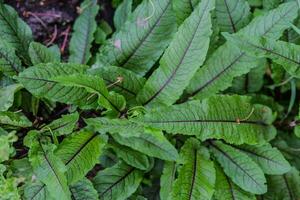 rumex sanguigno, banchine e acetose, genere rumex l. verde con viola vene giovane le foglie nel un' giardino nel un' villaggio nel il giardino. non OGM dieta Prodotto. ecologico agricoltura. foto