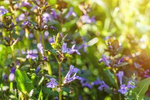 glecoma ederacea, strisciante Charlie, zoccolo, zoccolo, piede di gatto, campo balsamo nel il primavera su il prato durante fioritura. blu o viola fiori Usato di il erborista nel alternativa medicina foto