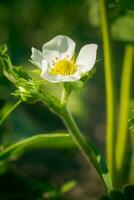 fragola fiori. fioritura fragole. bellissimo bianca fragola fiori nel verde erba. prato con fragola fiori. natura fragola fiore nel primavera. fragole fiori nel prato. foto