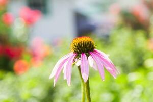 ape avvicinamento su un' fiore di echinacea, coneflowers. il ape raccoglie il nettare a partire dal il fiore di echinacea purpurea. foto