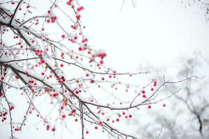 innevato Rowan rami con rosso frutti di bosco nel il inverno. foto