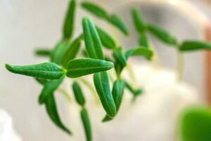 in crescita piantine nel gabinetto carta. giovane zucca o zucchine germogli. germinazione di microgreens per in crescita piantine nel il giardino nel il primavera. vegano e vegetariano cibo germogliato nel carta foto