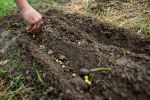 agricoltori mano piantare pisello semi nel fertile suolo nel letto nel primavera foto