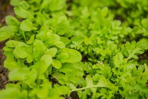 le foglie di diverso rucola ordina nel il raggi di il ambientazione sole. verde fresco le foglie nel giardino nel villaggio. non OGM dieta Prodotto. ecologico agricoltura. foto