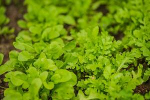 le foglie di diverso rucola ordina nel il raggi di il ambientazione sole. verde fresco le foglie nel giardino nel villaggio. non OGM dieta Prodotto. ecologico agricoltura. foto