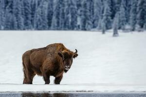 europeo bisonte nel naturale habitat foto