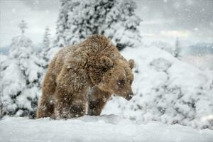 adulto Marrone orso nel freddo volta. animale nel selvaggio inverno natura foto