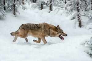 grigio lupo, canis lupus nel il inverno foresta foto