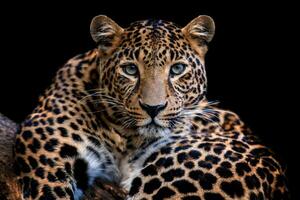 adulto leopardo ritratto. animale su buio sfondo foto