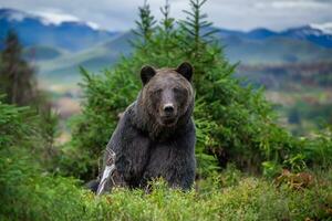 selvaggio Marrone orso nel il nazionale parco su montagna sfondo foto