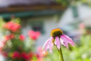 ape avvicinamento su un' fiore di echinacea, coneflowers. il ape raccoglie il nettare a partire dal il fiore di echinacea purpurea. foto