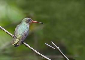 uccello fotografia, uccello immagine, maggior parte bellissimo uccello fotografia, natura fotografia foto