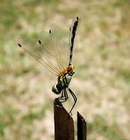 bellissimo scarlatto libellula fotografia, bellissimo libellula su natura, macro fotografia, bellissimo natura foto