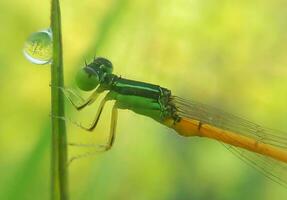 bellissimo scarlatto libellula fotografia, bellissimo libellula su natura, macro fotografia, bellissimo natura foto