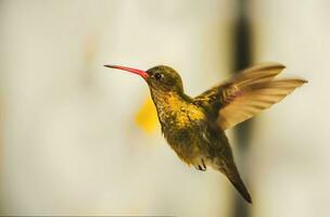 uccello fotografia, uccello immagine, maggior parte bellissimo uccello fotografia, natura fotografia foto