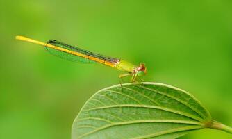 bellissimo scarlatto libellula fotografia, bellissimo libellula su natura, macro fotografia, bellissimo natura foto