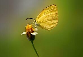 monarca, bellissimo farfalla fotografia, bellissimo farfalla su fiore, macro fotografia, bellissimo natura foto