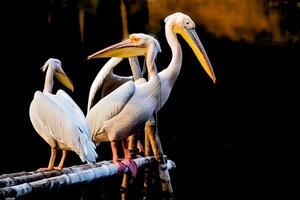 uccello fotografia, uccello immagine, maggior parte bellissimo uccello fotografia, natura fotografia foto