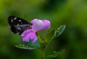 monarca, bellissimo farfalla fotografia, bellissimo farfalla su fiore, macro fotografia, bellissimo natura foto