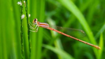 bellissimo scarlatto libellula fotografia, bellissimo libellula su natura, macro fotografia, bellissimo natura foto