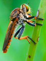 bellissimo scarlatto libellula fotografia, bellissimo libellula su natura, macro fotografia, bellissimo natura foto