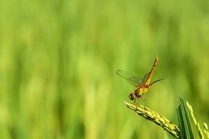 bellissimo scarlatto libellula fotografia, bellissimo libellula su natura, macro fotografia, bellissimo natura foto