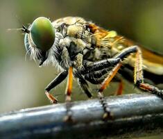 bellissimo scarlatto libellula fotografia, bellissimo libellula su natura, macro fotografia, bellissimo natura foto