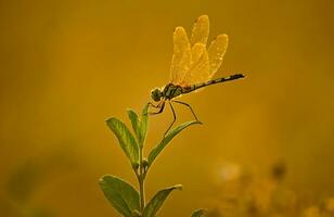 bellissimo scarlatto libellula fotografia, bellissimo libellula su natura, macro fotografia, bellissimo natura foto