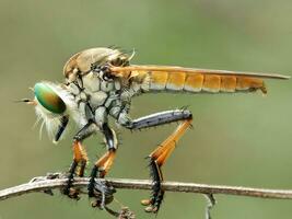 bellissimo scarlatto libellula fotografia, bellissimo libellula su natura, macro fotografia, bellissimo natura foto
