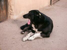 senza casa cane avvicinamento all'aperto foto