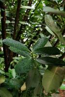 goccioline di acqua sulla foglia verde foto