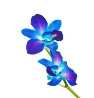 blu orchidea su il bianca foto