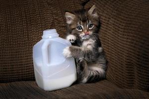 gattino che beve latte da un cartone gocciolante foto