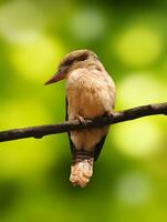 kookaburra uccello ritratto foto