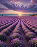 ai generato d'oro tramonto al di sopra di viola lavanda campo foto