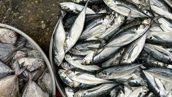 frutti di mare mercato Schermo, fresco catturare vetrina foto