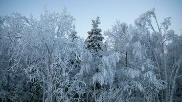 ai generato inverni calma sereno nevoso foresta scena foto