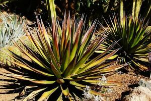 Agave palona con ago acuto foglie, foto