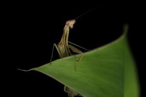 mantide religiosa verde su sfondo nero foto