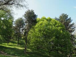 naturale scena con alberi sfondo foto