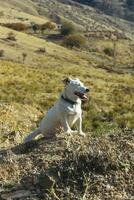 un' animale domestico cane passeggiate all'aperto. di razza razza Jack russell terrier maschio foto