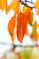 naturale salvaschermo e sfondo con autunno tema e di stagione colori paesaggio foto