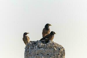 sfondo con un' bellissimo uccello nel il myna selvaggio natura foto