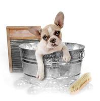 cane che fa il bagno nella tinozza in studio foto