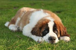 carino san bernardo cucciolo di razza pura foto