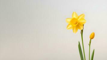 ai generato uno narciso fiore su un' leggero grigio sfondo, copia spazio. foto