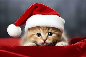 ai generato carino gattino nel un' Santa Claus cappello su grigio sfondo. foto