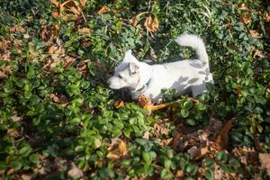 foto di un' Jack russell terrier cane