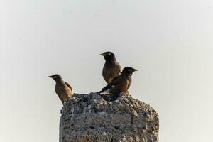 sfondo con un' bellissimo uccello nel il myna selvaggio natura foto